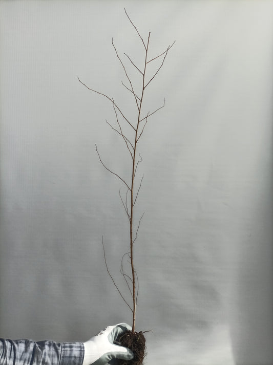 Styrax (Styrax japonicus) seedling plugs- PRE-ORDER for 2026