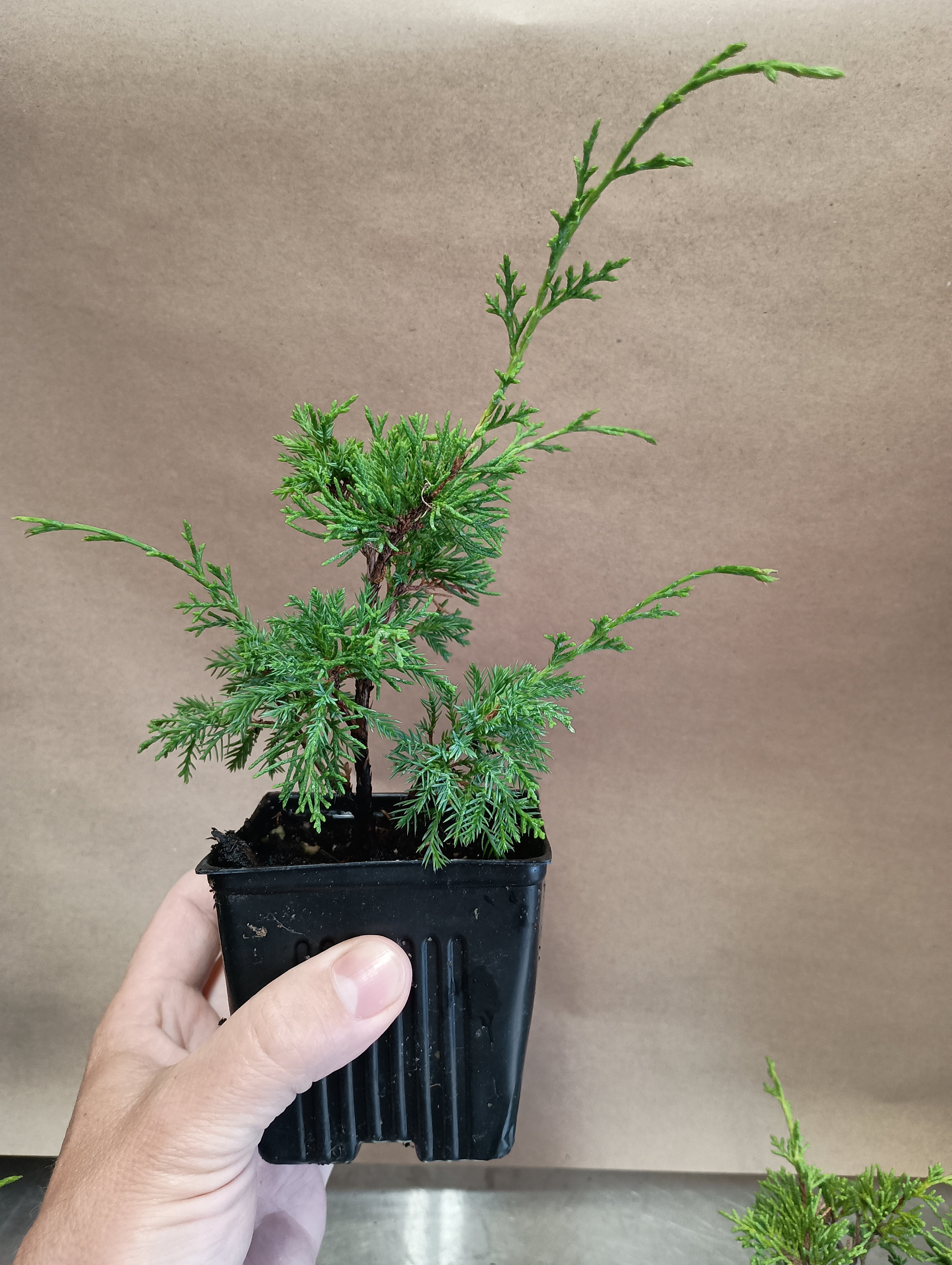 Seedlings – Left Coast Bonsai