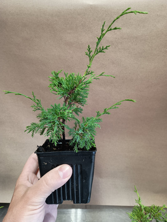 Itoigawa juniper whips- 2 years old