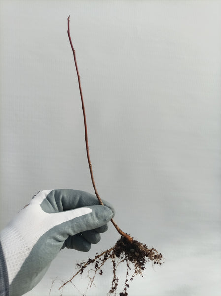 Japanese Maple (Telperion genetic) bare root seedling