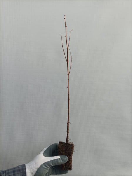 Dawn redwood (Metasequoia glytostroboides) seedling