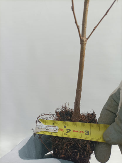 European Beech - Large (Fagus sylvatica) seedling plug- PRE-ORDER for 2027