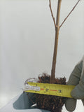 European Beech - Large (Fagus sylvatica) seedling plug