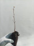 European Beech (Fagus sylvatica) seedling plug