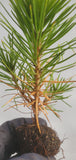 Japanese Black Pine (Pinus thunbergii) seedling