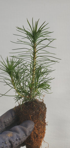 Scots Pine (Pinus sylvestris) seedling