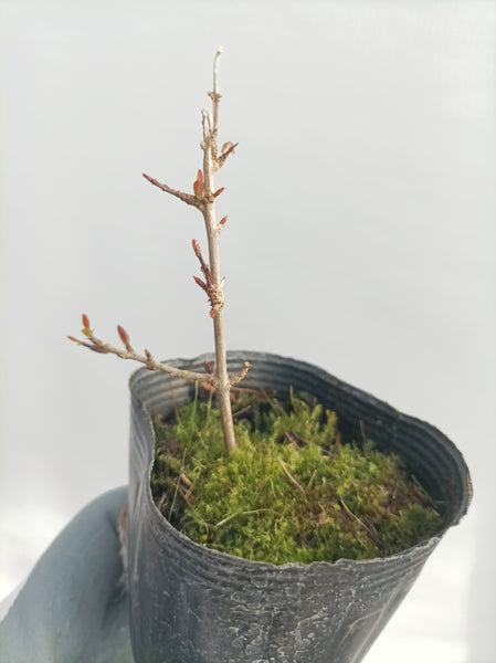 Pomegranate (Punica granatum) (neji-kan) seedling