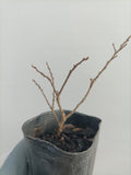 Cork Bark Elm (Ulmus parvifolia) bare root seedling