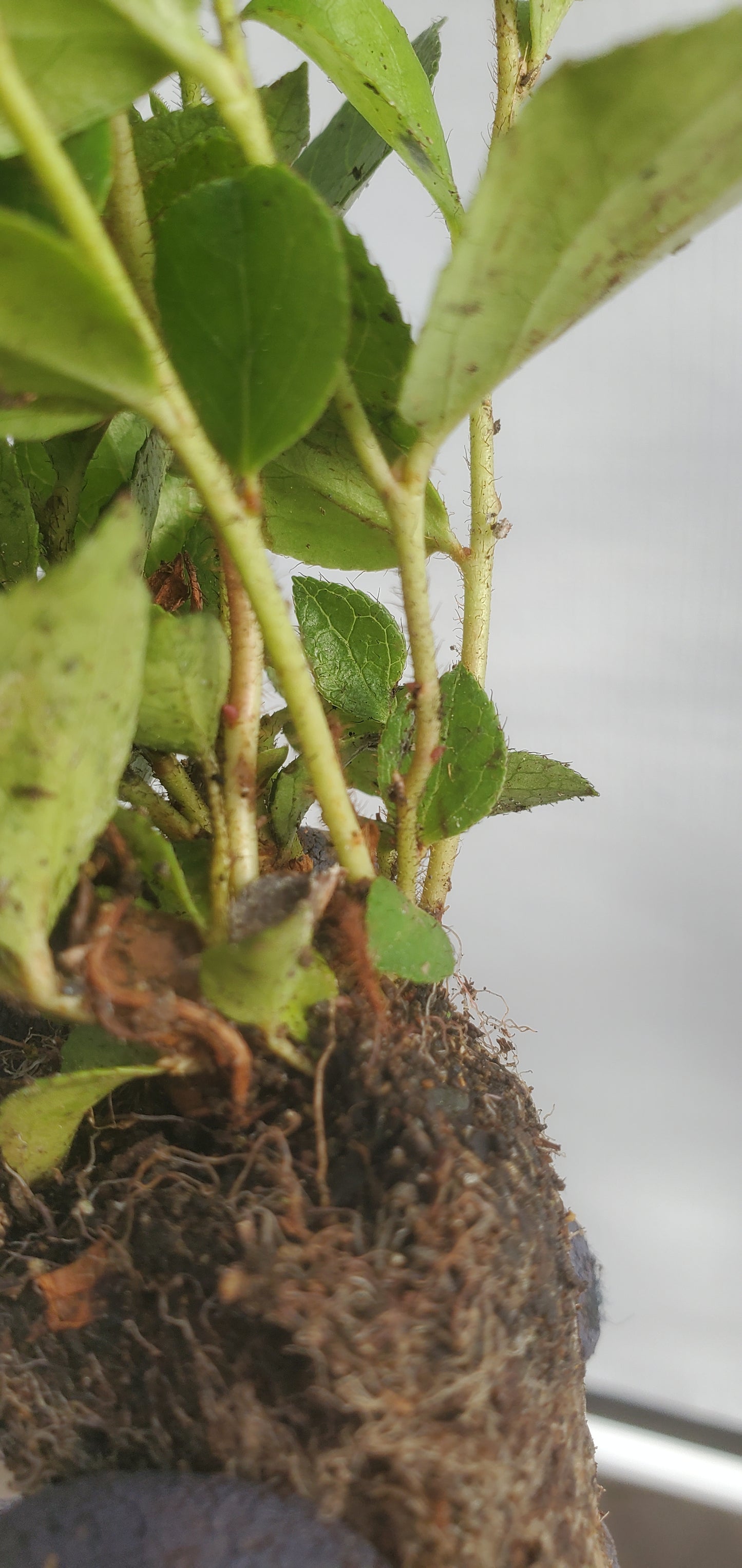 Salal (Gaultheria shallon)