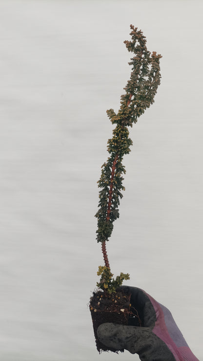Sekka hinoki