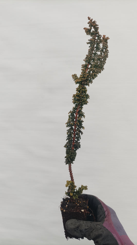 Sekka hinoki