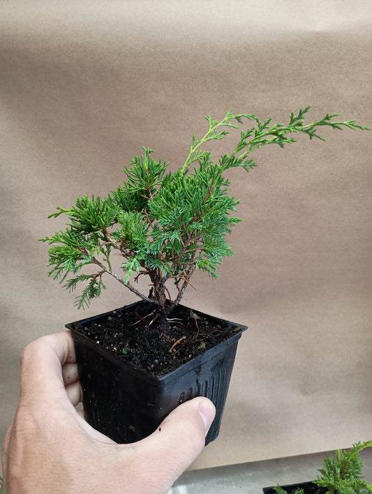 Itoigawa juniper whips- 2 years old