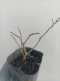 Cork Bark Elm (Ulmus parvifolia) bare root seedling