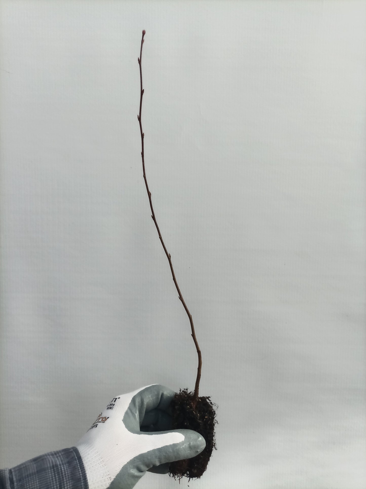 Korean Hornbeam (Carpinus coreana) seedling plug- PRE-ORDER for 2026