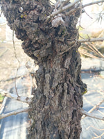 Cork Bark Elm (Ulmus parvifolia) bare root seedling