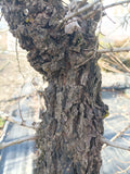 Cork Bark Elm (Ulmus parvifolia) bare root seedling