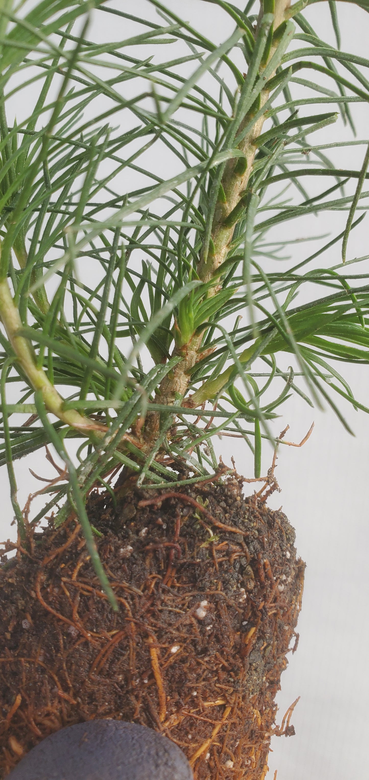 Scots Pine (Pinus sylvestris) seedling- PRE-ORDER  for 2026