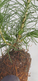 Scots Pine (Pinus sylvestris) seedling