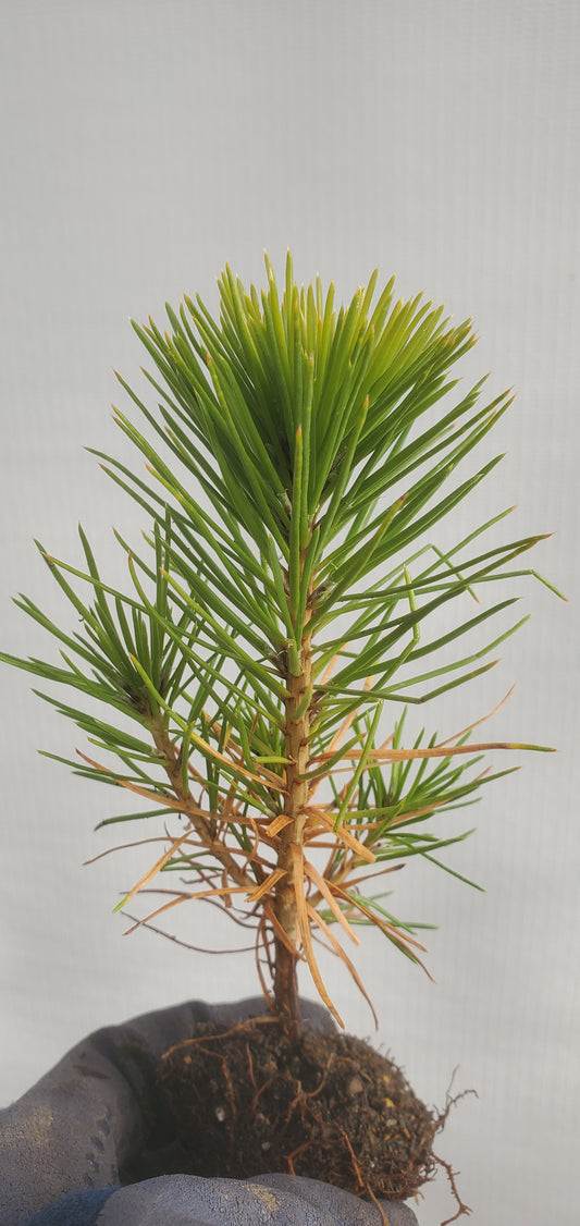 Japanese Black Pine (Pinus thunbergii) seedling- PRE-ORDER for 2026