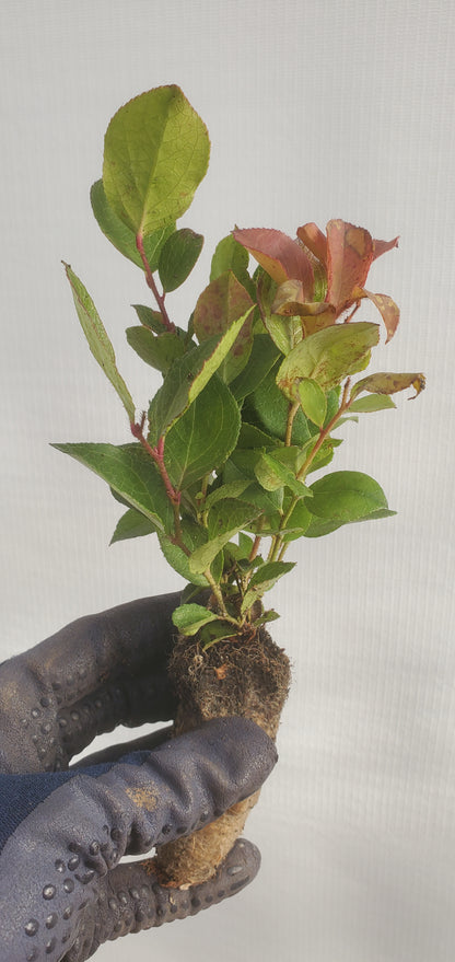 Salal (Gaultheria shallon)