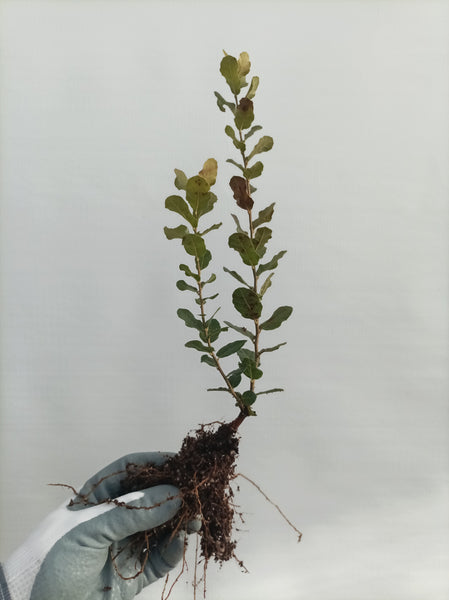 Cork Oak (Quercus suber) bare root seedling