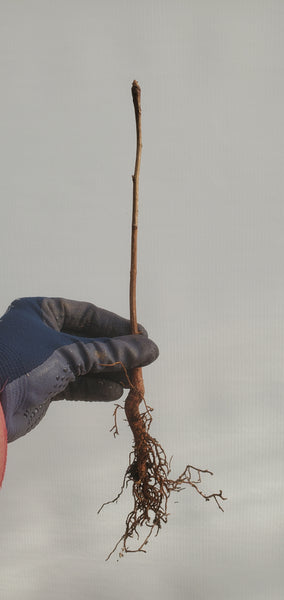 Ginkgo biloba bare root seedling