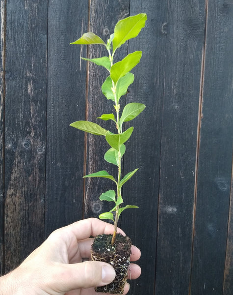 Chinese Quince (Pseudocydonia sinensis) seedling