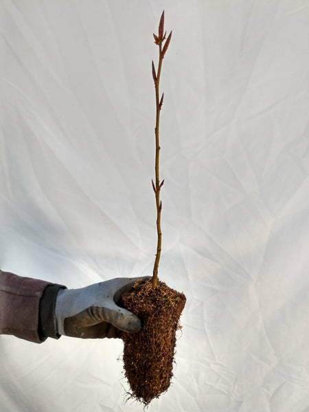 European Beech (Fagus sylvatica) seedling plug