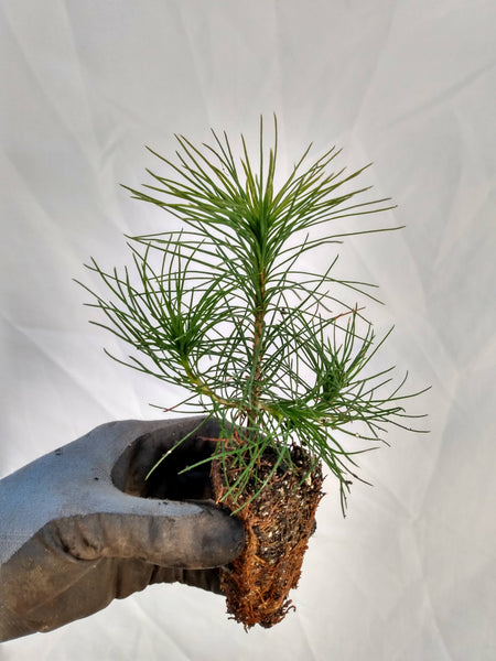 Scots Pine (Pinus sylvestris) seedling