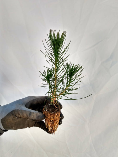 Japanese Black Pine (Pinus thunbergii) seedling