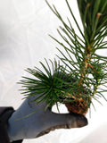 Japanese Black Pine (Pinus thunbergii) seedling
