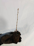 Japanese Larch (Larix kaempferi) seedling