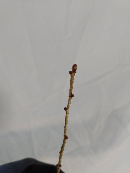 Japanese Larch (Larix kaempferi) seedling- PRE-ORDER for 2026