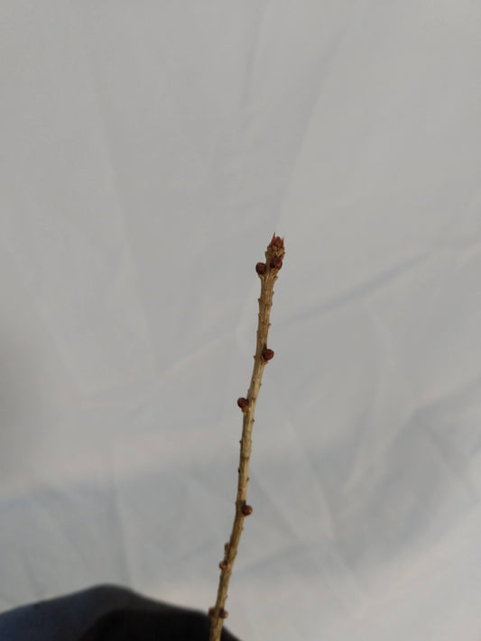 Japanese Larch (Larix kaempferi) seedling- PRE-ORDER for 2026