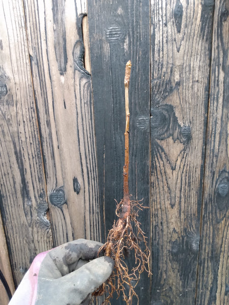 Ginkgo biloba bare root seedling