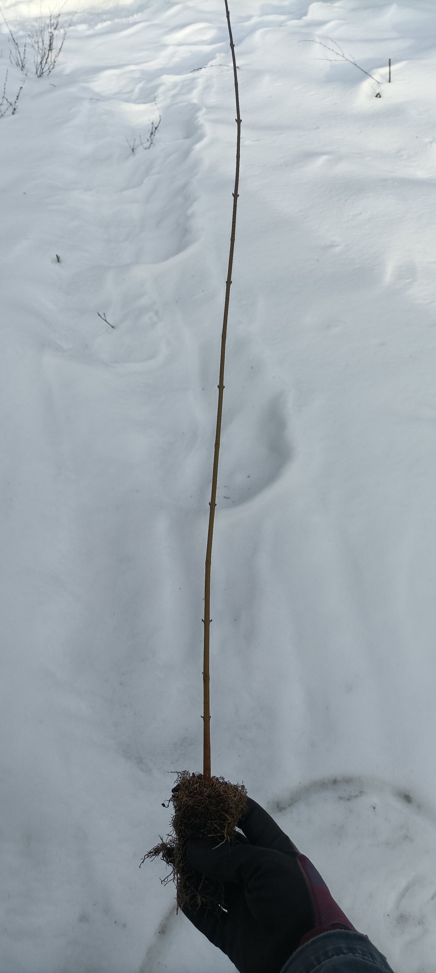 Trident Maple (Acer buergerianum) seedling plug- PRE-ORDER for 2026