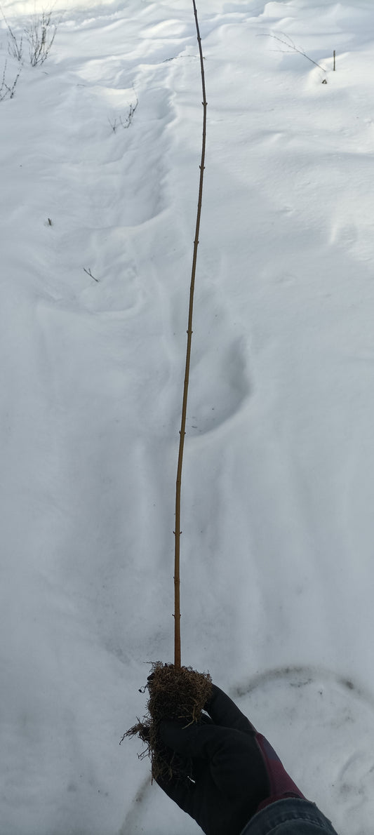 Trident Maple (Acer buergerianum) seedling plug- PRE-ORDER for 2026