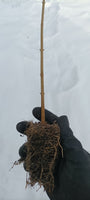Trident Maple (Acer buergerianum) seedling plug