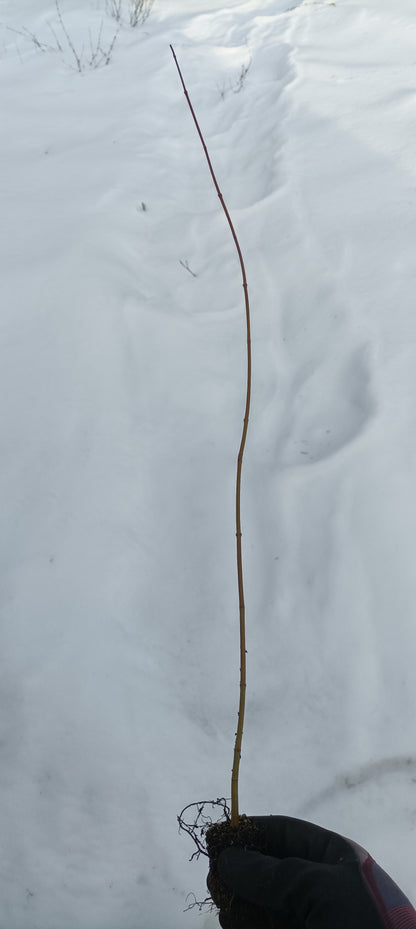 Japanese Maple (Acer palmatum) seedling plug- PRE-ORDER for 2026