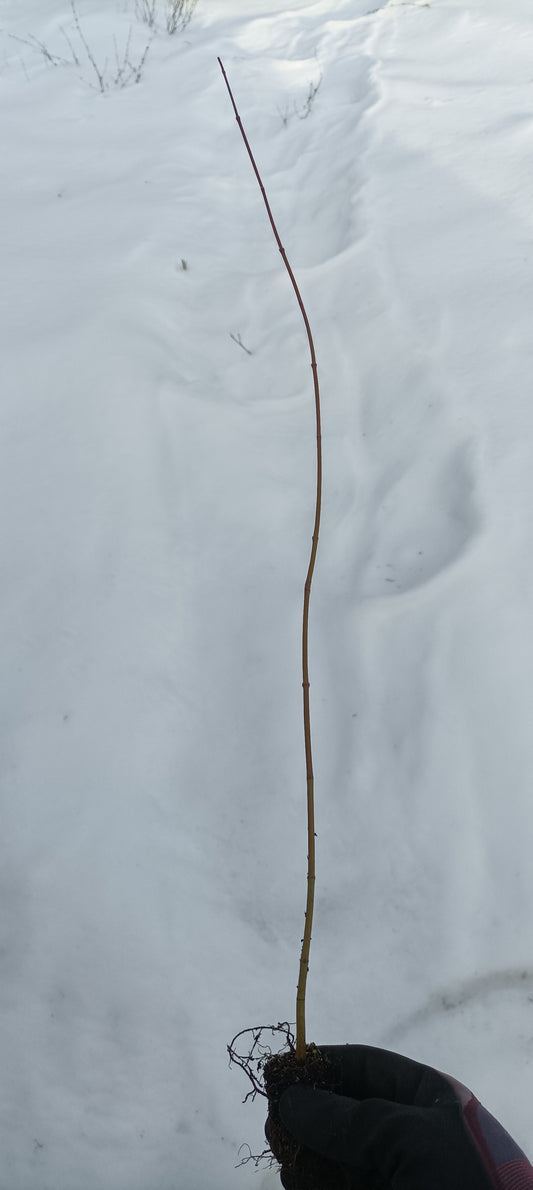 Japanese Maple (Acer palmatum) seedling plug- PRE-ORDER for 2026