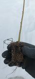 Japanese Maple (Acer palmatum) seedling plug